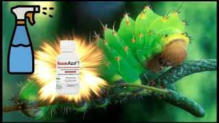 EL MEJOR REPELENTE E INSECTICIDA NATURAL | ACEITE DE NEEM ROYAL QUEEN SEEDS + JABÓN POTÁSICO 🐛