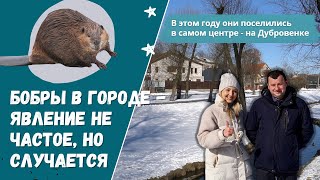 Нашествие бобров на Дубровенке (у них, надо признать, хороший вкус😀)