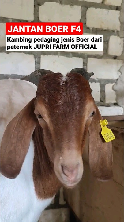 BOER F4‼️ KAMBING PEDAGING DARI PETERNAK JUPRI FARM  TUBAN JAWA TIMUR