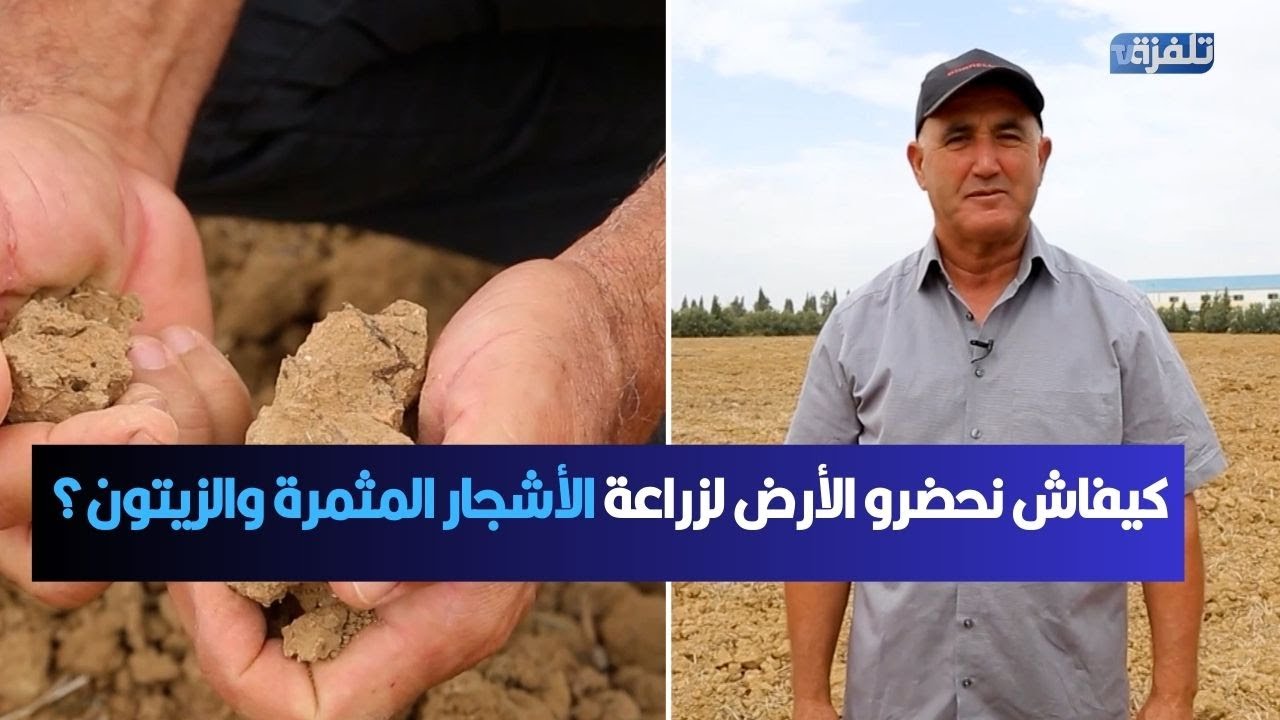 منبت مبروكة كيفاش نحضرو الأرض لزراعة الأشجار المثمرة والزيتون؟