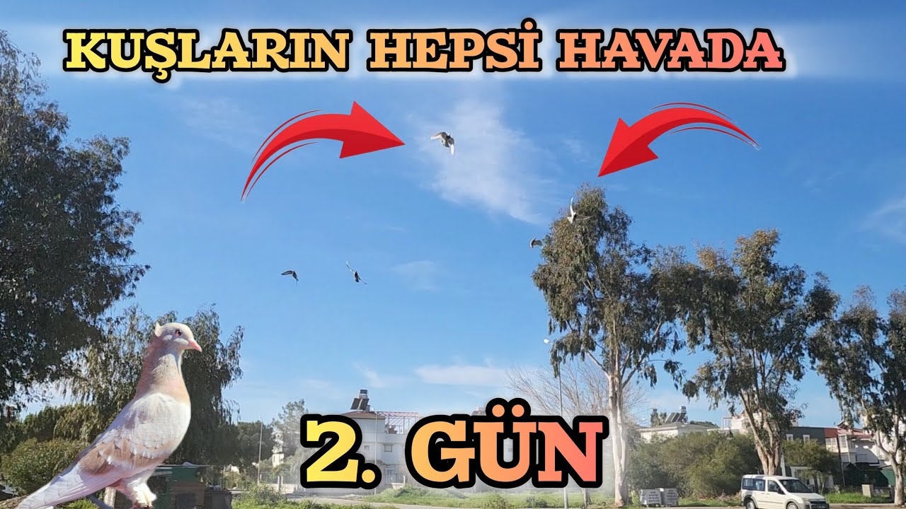 Korku, Gerilim Hepsi Var Bütün Kuşları Saldık Hangisi Kaçacak