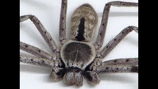 Download Lagu The BIG Huntsman Spider that lives in our Garage MP3