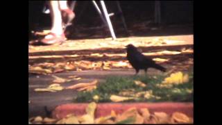 The Raven by Andrew Struthers 63,144 views 14 years ago 1 minute, 42 seconds