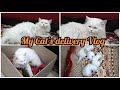My Cat's delivery Vlog | new born kittens | the cats planet @The Cats Planet