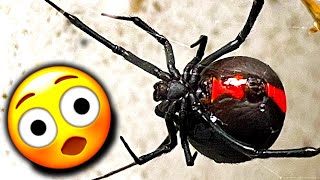 Massive Redback Spider B2 Mole Cricket Lunch Spider Egg Sac Pony Ants Dinner DUSTED