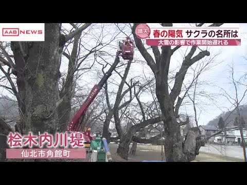 本格的な春に向けて…サクラの名所でせん定作業　秋田・仙北市角館町　大雪の影響で開始遅れ急ピッチで進む (2026/03/24 19:41)