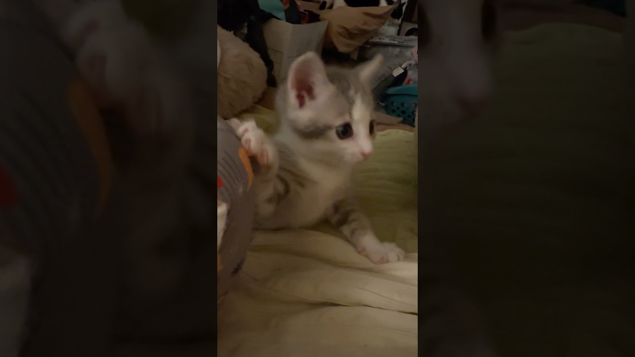 Late night kitten zoomies!