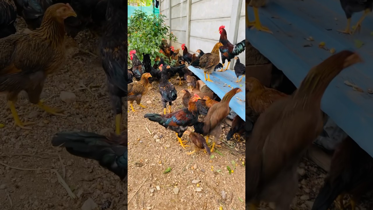 Original Natikoli naturel breed || 