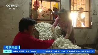 [天下财经]江苏海安：春茧收购开启 蚕农增收近亿元| 财经风云