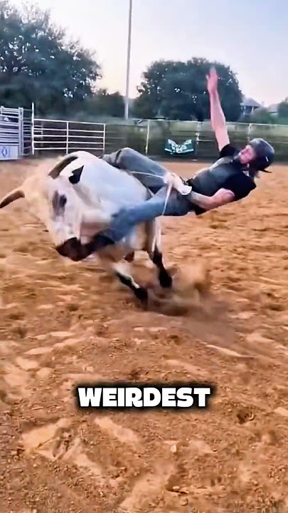 Animals that attack humans without mercy #animals #facts #wildlife #shortsvideo #viralshorts