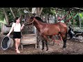 Horse Care Training - Basic Horse Care by Village girl