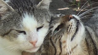 Big Old Male Cat Is So Happy To See His Best Friend Again!