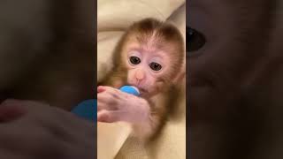 Dieses kleine Wesen vertraut dir von Anfang an