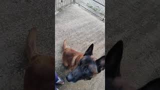 canil makários cães de proteção