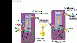 UNG Biol 1107 Chapter 10 PART 2 Compressed