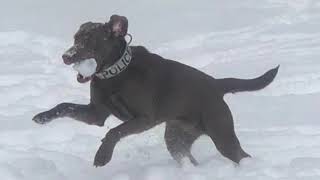 Wausau K9 Teams ~ Help Us Win!