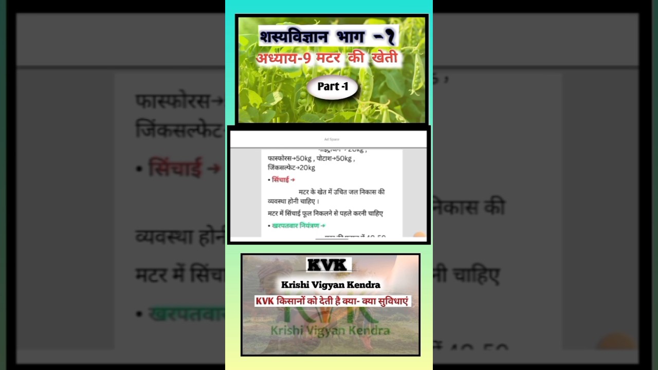 मटर की सिंचाई कब करे | Pea irrigation|