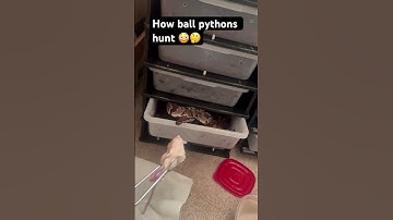 How ball pythons hunt #snake #shorts #short #information #pets #animals #tiktok #trending #fyp