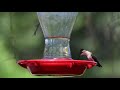 Hummingbird Feeding