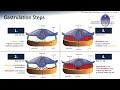 Repro 13: Embryology Weeks 3-8