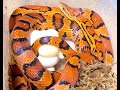 Time lapse of cornsnake laying eggs