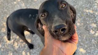 Pepe ❤️ The Only Sibling Who Didn’t Get Adopted -- Takis Shelter