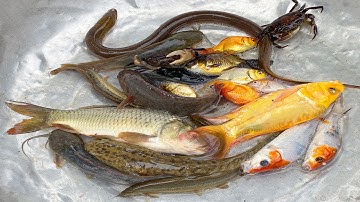 Kem Chanel và mèo hồng bắt được cá vàng đuôi dài, cá bảy màu, cá chép, cá koi, con ếch, con cua