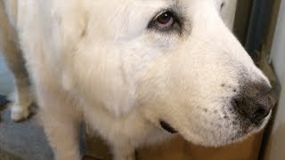 雨も上がったし外に出して！お母さんを起こしたルンルンです　Great Pyrenees　グレートピレニーズ