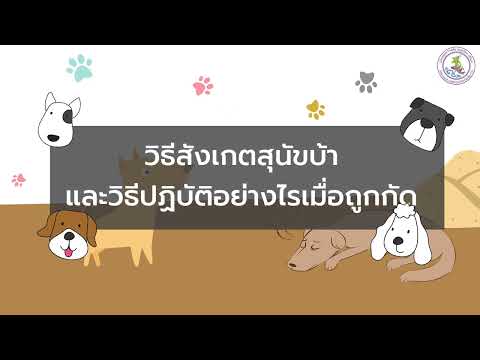 วิธีสังเกตสุนัขบ้า และวิธีปฏิบัติอย่างไรเมื่อถูกกัด