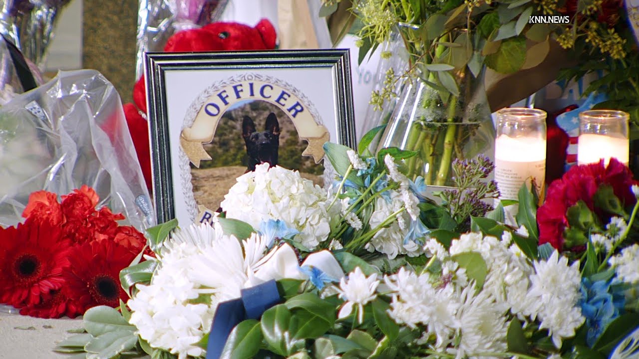 Memorial Grows Outside Burbank Police Department After K-9 Killed in ...