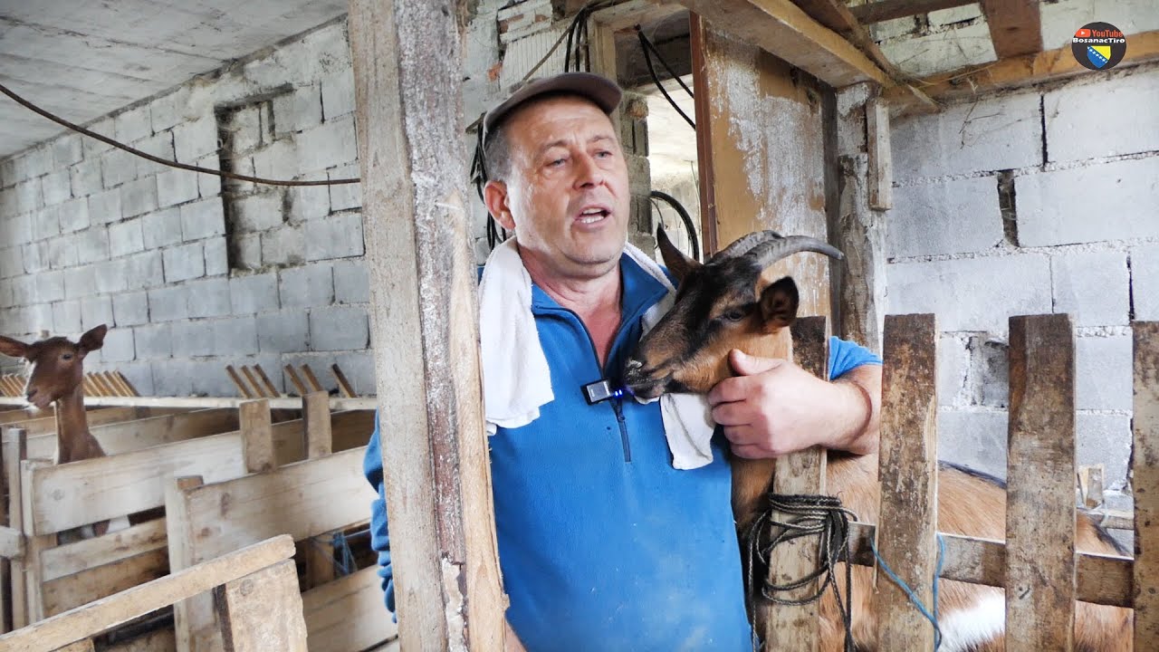 ŠOK PRIČA-Ludi Hrani Koze Bjelim Lukom Liječi Sodom Bikarbonom a po Brabonjcima zna da li su zdrave