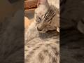 From Wild Hunter to Purr Machine! 😂🐆 Zen's Gap #egyptianmau #kitten #sleepmusic #sleepingcat