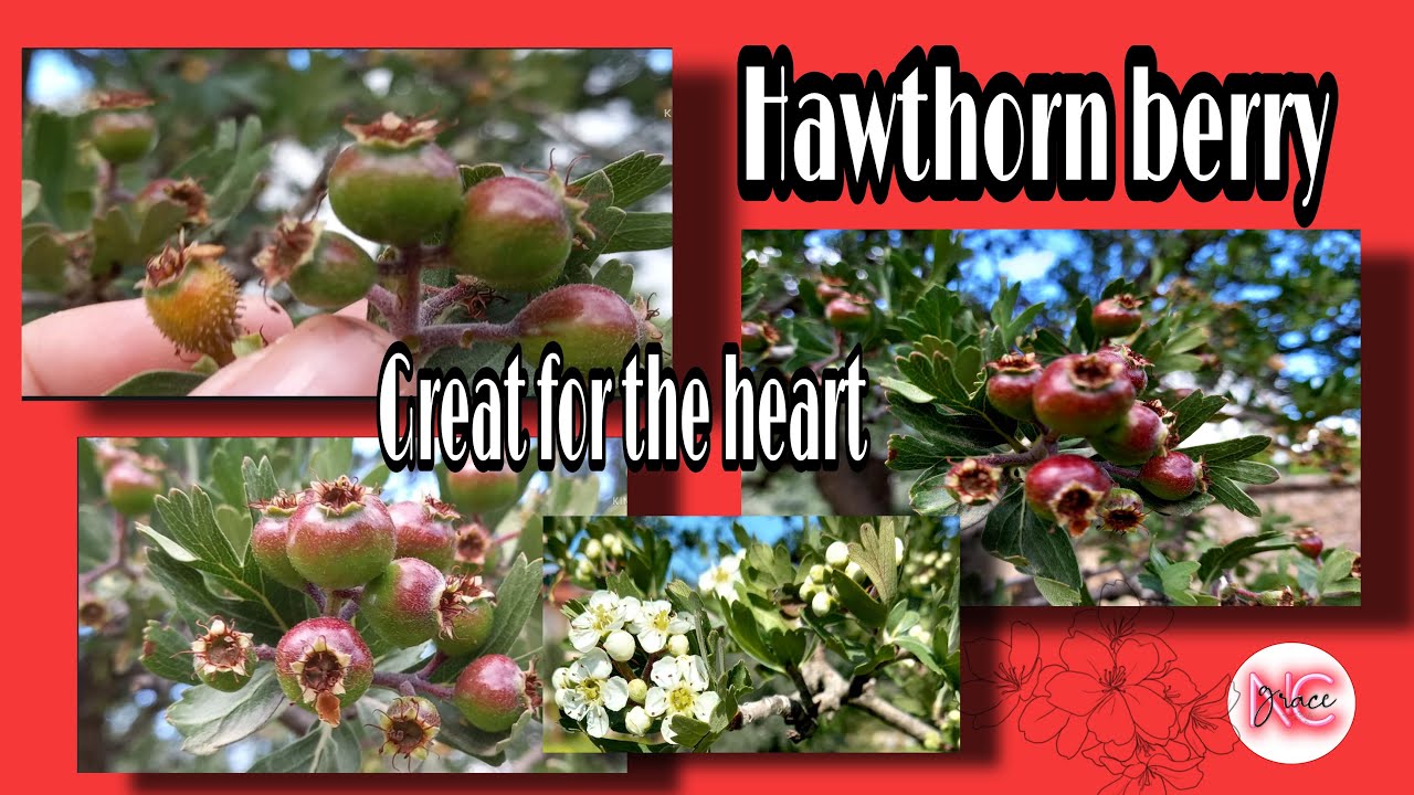 Hawthorn Berry Herbal medicine YouTube