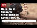 Bolu - Nesli tükenme tehlikesindeki Kafkas burunlu engerek görüntülendi