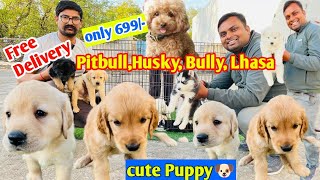 2024 Cheapest Dog market in India Pitbull, American, Bully, Lhasa Dog in 699/- Dog market