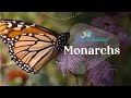 Monarch Migration | Arthropods | The Good and the Beautiful