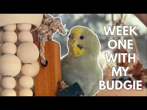 Life with two little budgies | Budgie Series Ep. 5