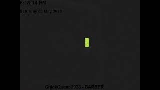 Barber CLC Live Chick Quest