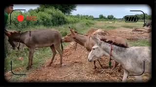 Three White Murrah Donkey mating at Village