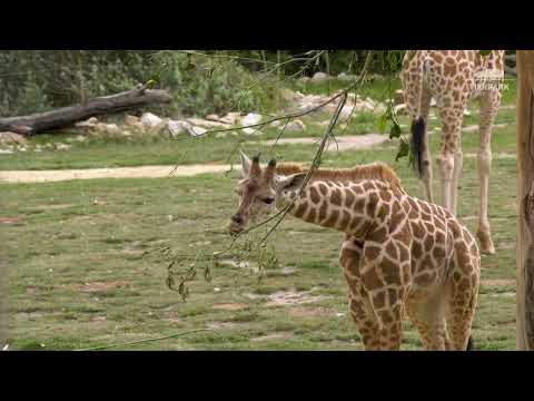 Giraffen-Nachwuchs im Tierpark Berlin - Giraffe offspring at Tierpark Berlin
