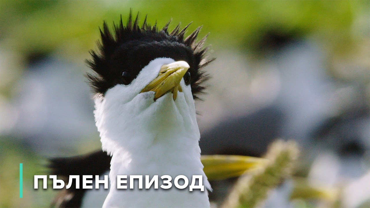 Остров Лейди Елиът: Гмуркане в брилянтен корал и морски живот | Тайните острови на Австралия 101