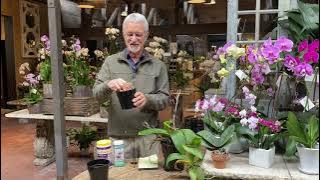 How to Care for and Maintain Phalaenopsis Orchids with Steve Hampson