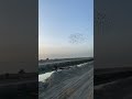 سباق راجع نادي مشتل الصافي مسافه 80كيلو سباق راجع نادي مشتل الصافي مسافه 80كيلو