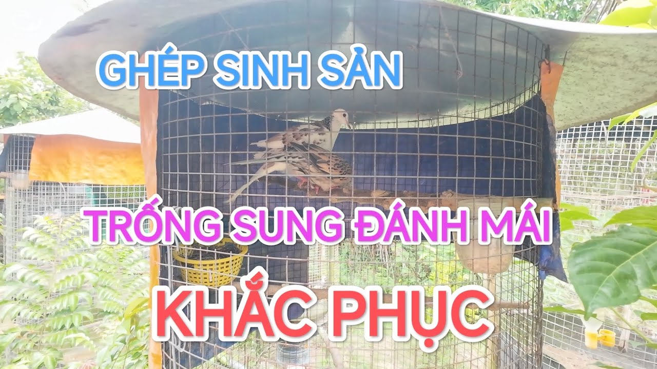 Cách ghép chim cu gáy sinh sản thành công. Trống sung đánh mái - khắc phục