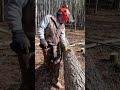 This forestry hack saves thousands #timber #homesteading