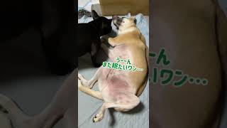 お昼寝中のお兄ちゃん犬を起こす弟犬(笑) #shorts