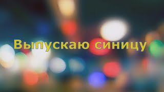 Выпускаю синицу