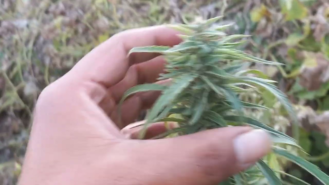 kailash baikuntha sativa every where 