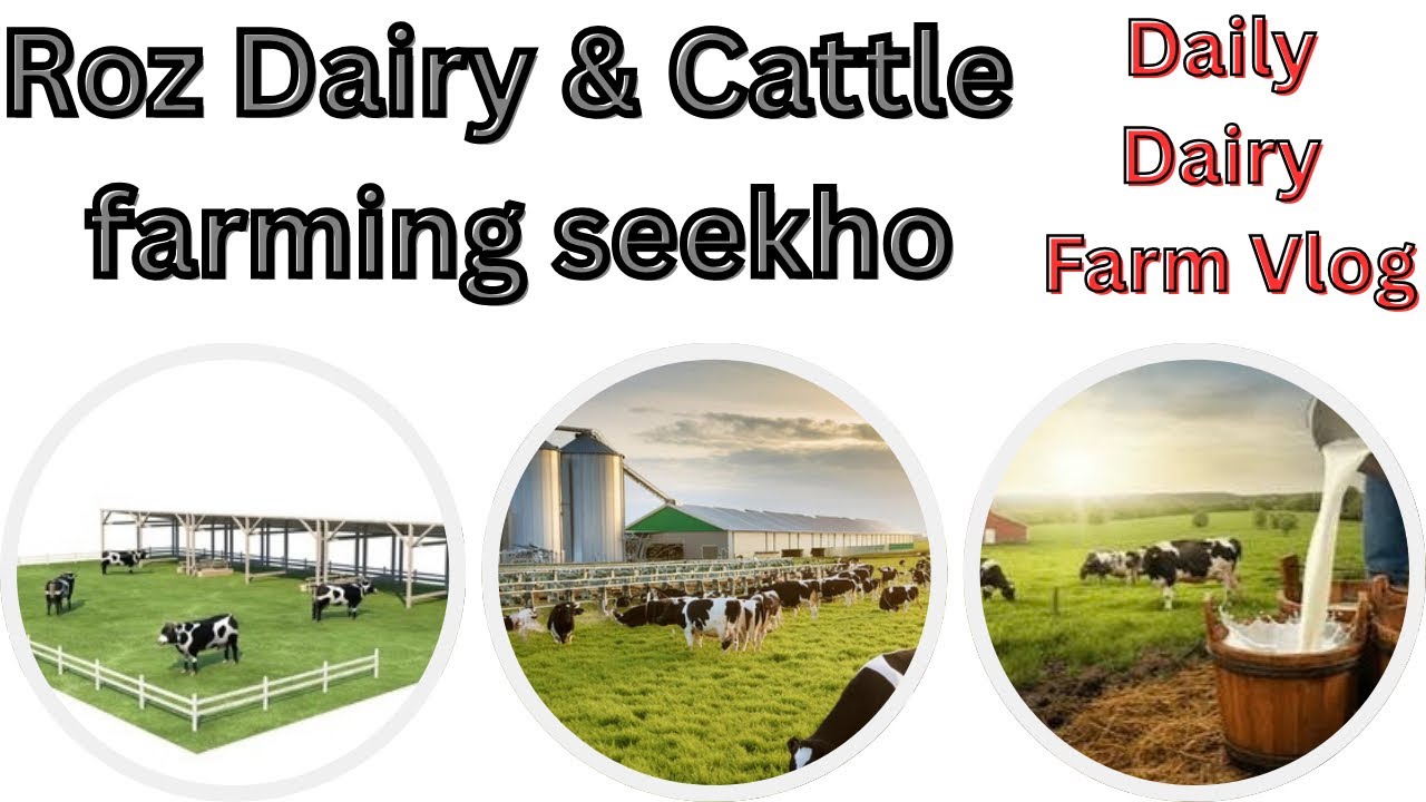 Roz Dairy & Cattle Farming Seekho | Learn Dairy & Cattle Farming | Farm Vlog 🔥 Cattle Farming Tips 