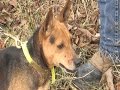 Squirrel Hunt with Peanut Squirrel Hunt with Peanut